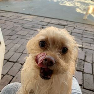 Meet your Posher, Olivia